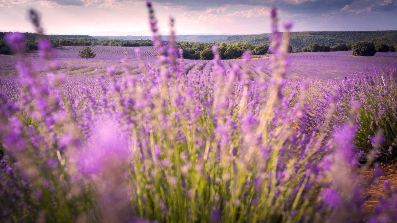 Apartamentos Rurales Flor De Lavanda Brihuega Buitenkant foto